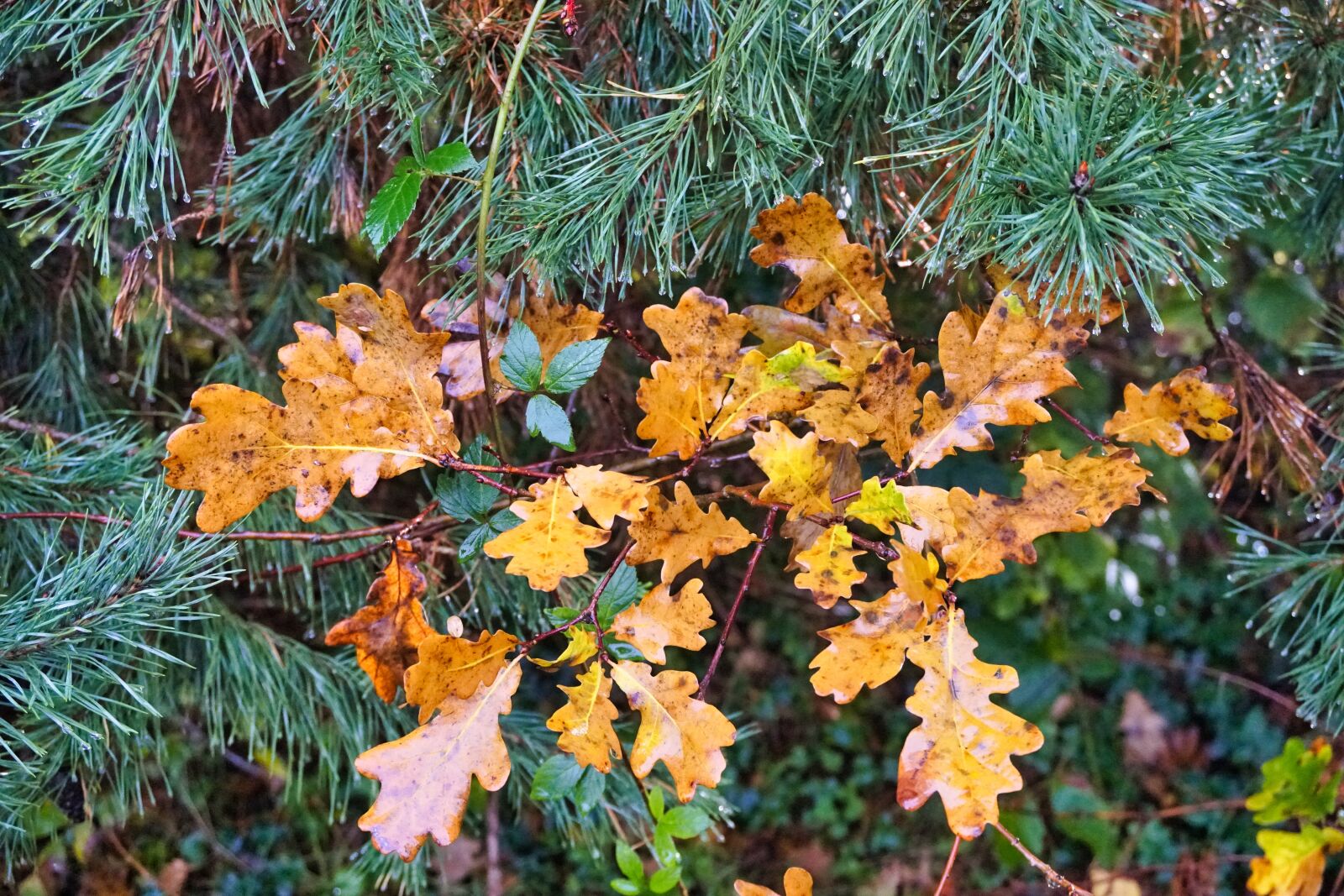 Sony a6500 sample photo. Fir tree, leaves, fall photography