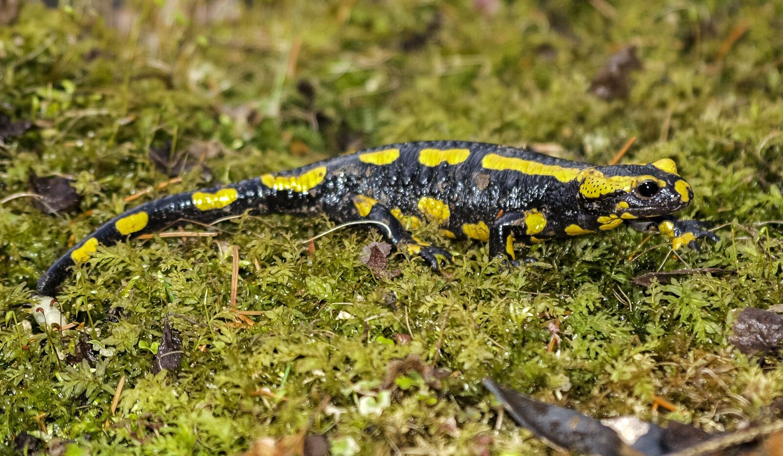 Olympus E-3 sample photo. Salamander, fire salamander, amphibians photography
