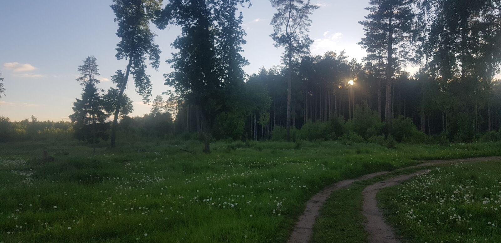Samsung Galaxy S8+ sample photo. Forest, trees, summer photography