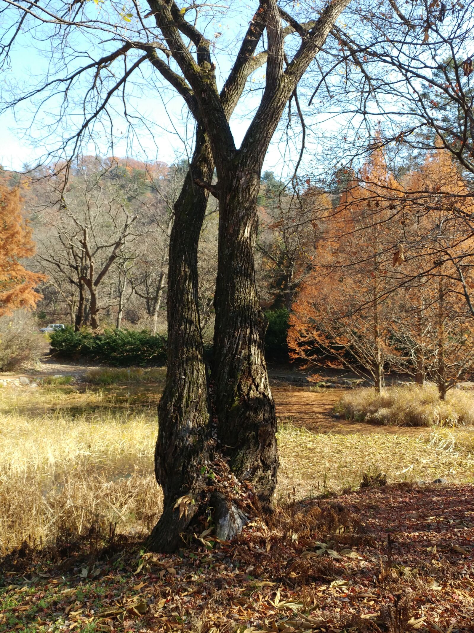 LG G5 sample photo. Wood, autumn, nature photography
