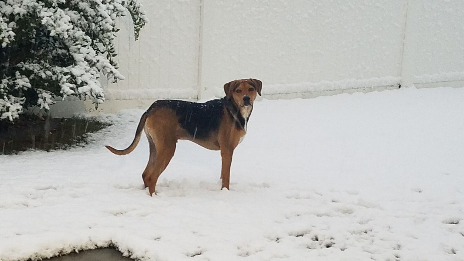 Samsung Galaxy S7 sample photo. Dog, snow, canine photography