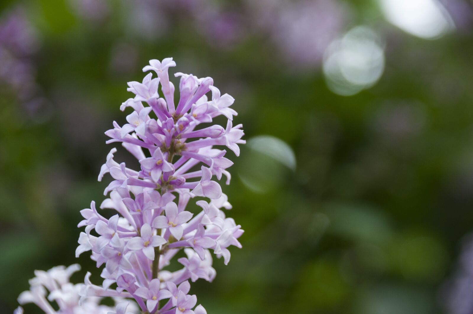 Nikon D5000 sample photo. Flowers, nature, wild photography