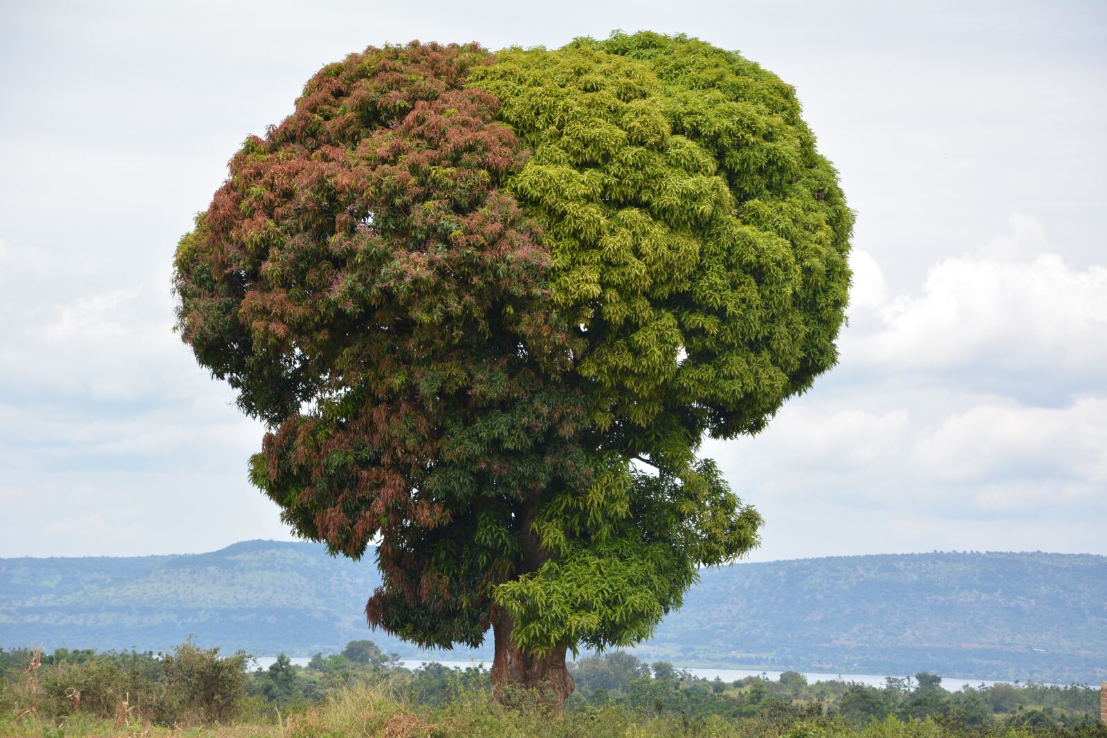Nikon D5200 sample photo. Africa, nature, travel photography