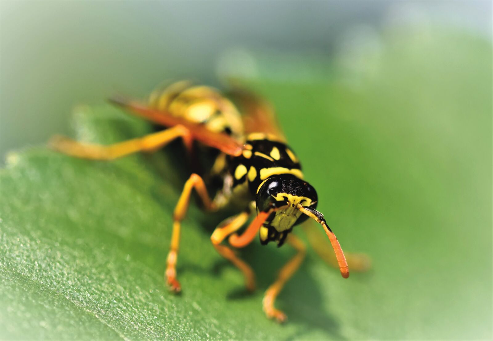 Nikon D7200 sample photo. Wasp, insect, sting photography