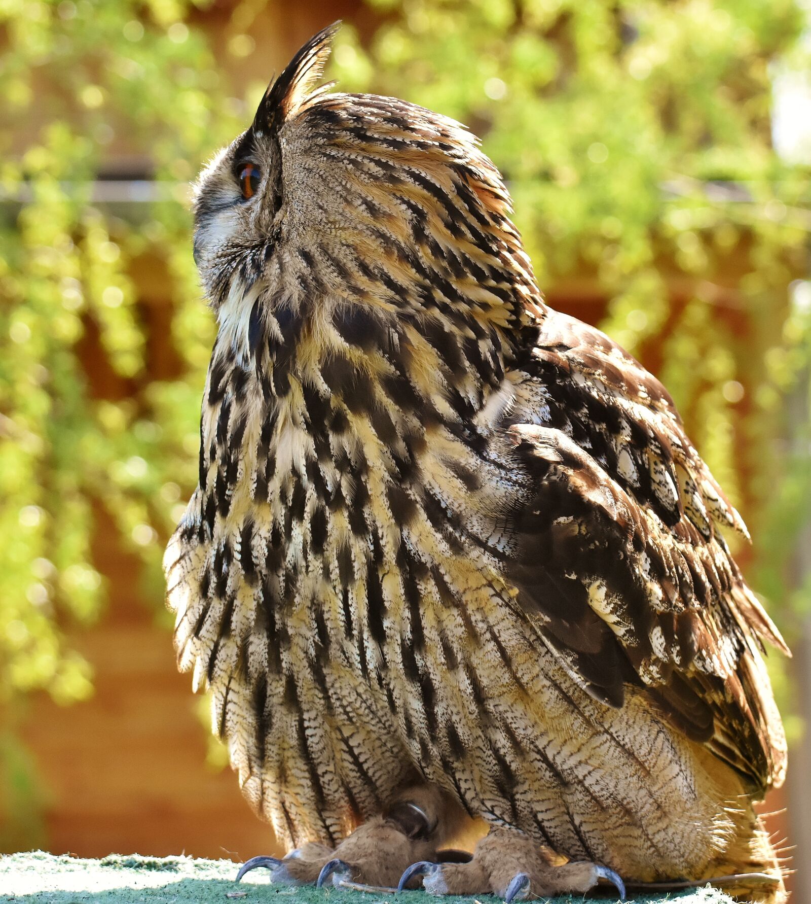 Nikon D7200 sample photo. Owl, bird, feather photography