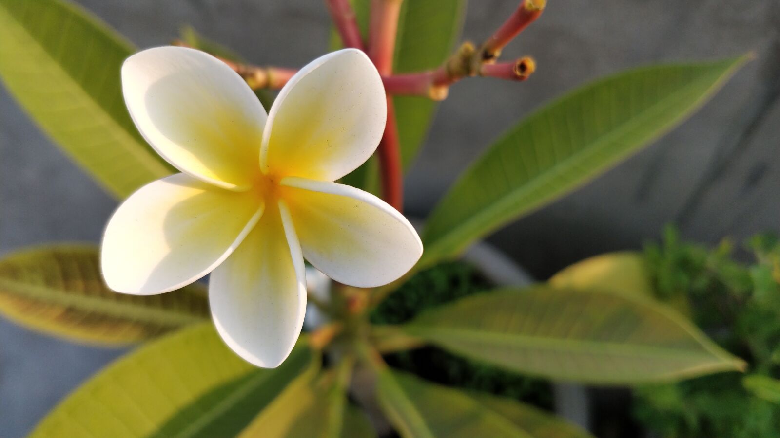 OnePlus 5 sample photo. Plumeria, frangipani, deciduous photography