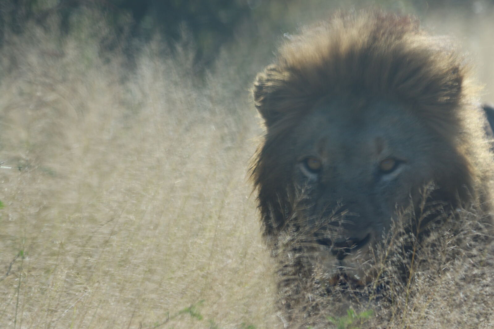 Canon EOS 7D Mark II sample photo. Africa, animal, big, five photography