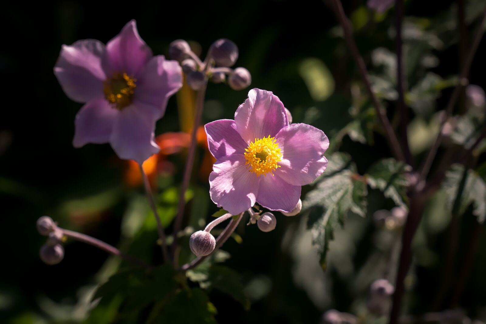Nikon D7100 sample photo. Anemone, pink, anemone pink photography