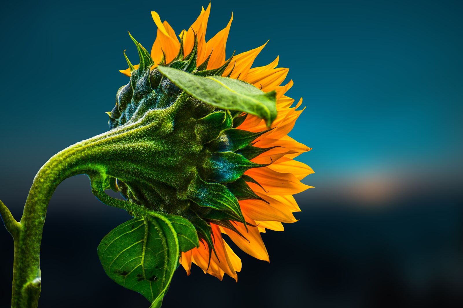 Nikon D3400 sample photo. Sunflower, nature, yellow photography