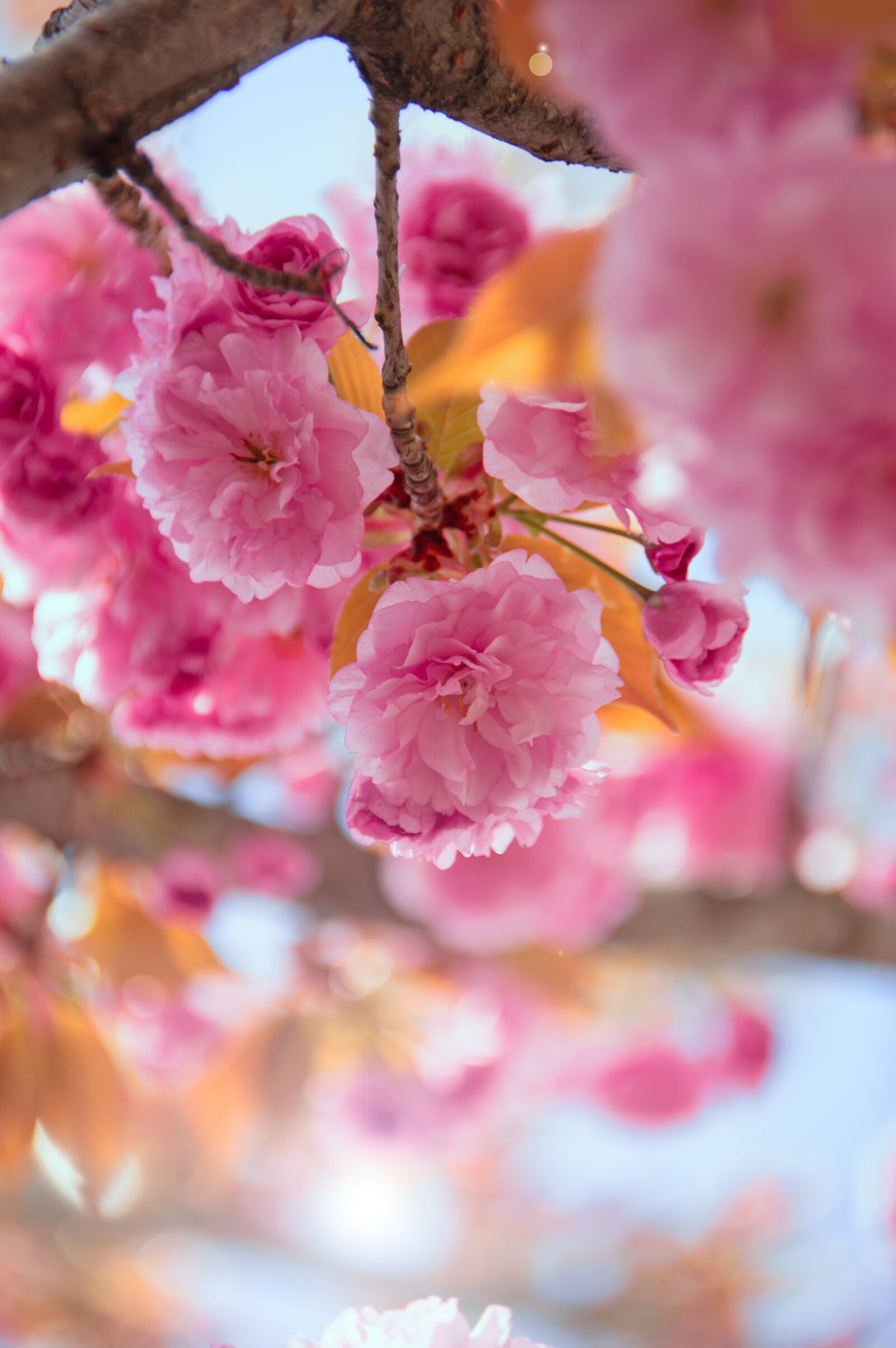 Nikon D3200 sample photo. Pink, japan cherry, flower photography
