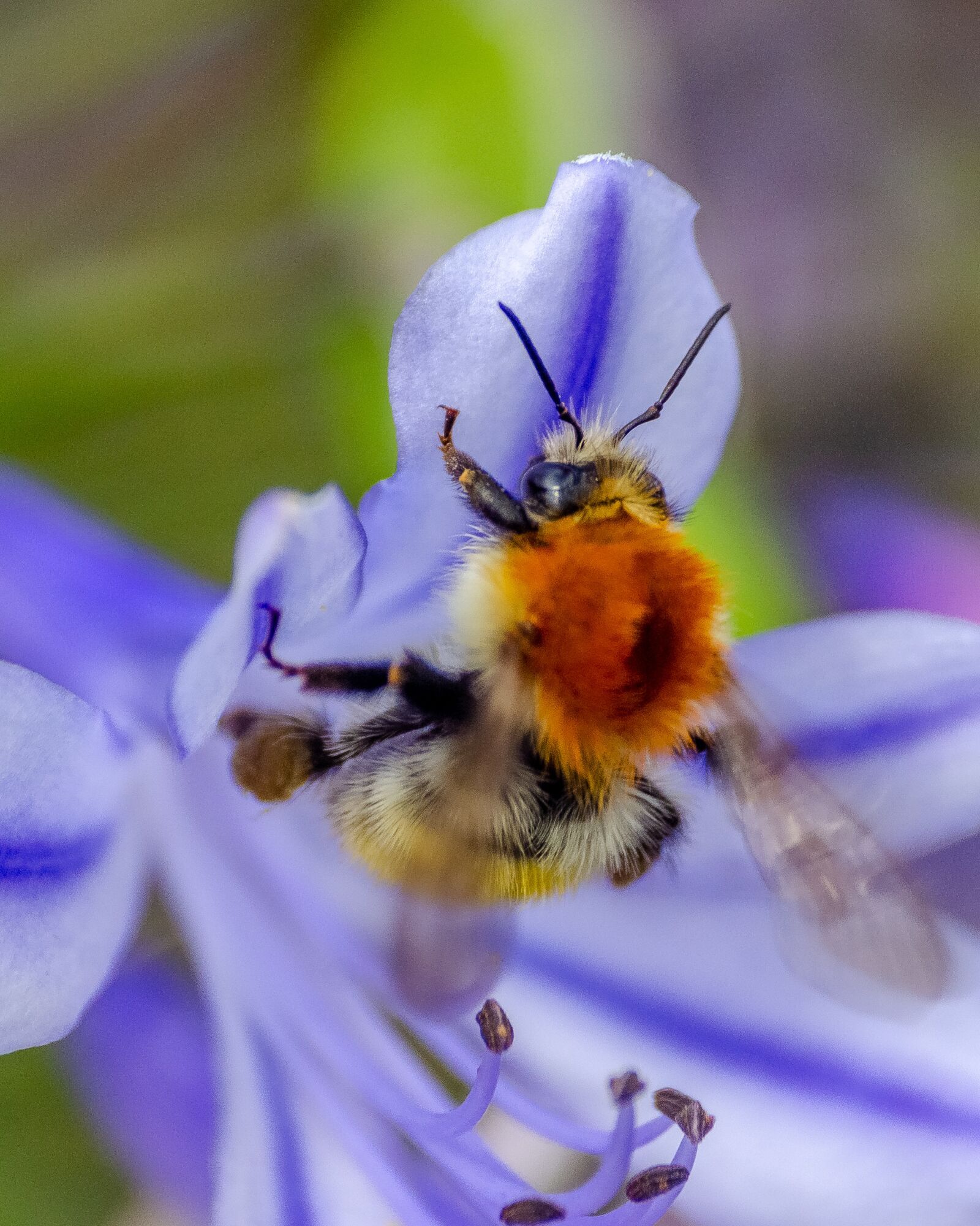Nikon D7000 sample photo. Bourdon, forage, flower photography