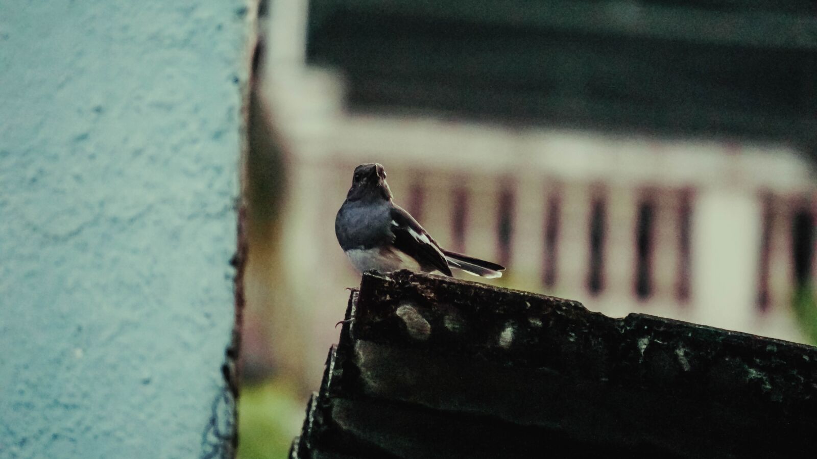 Sony E 55-210mm F4.5-6.3 OSS sample photo. Sparrow, bird, outdoor photography
