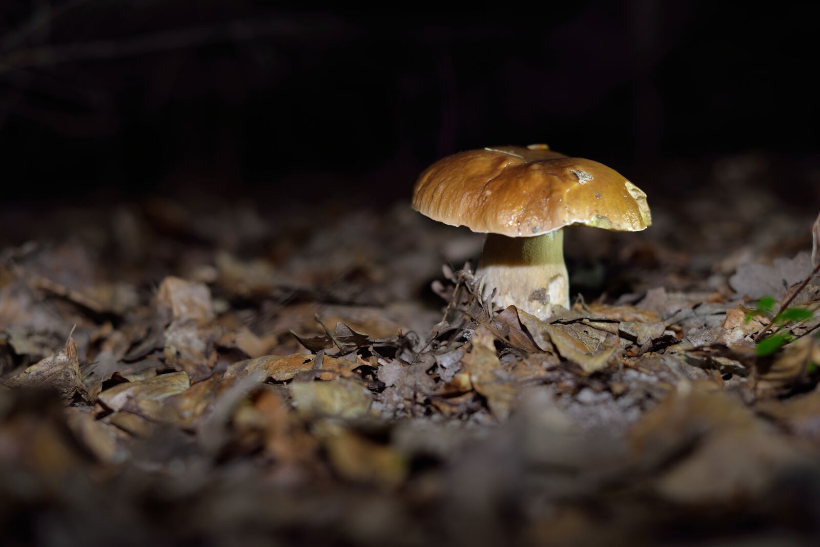 Nikon D610 sample photo. Mushrooms, mushroom, forest mushrooms photography