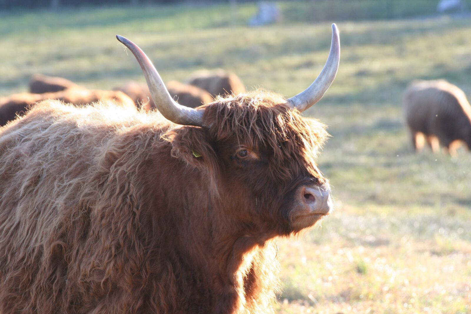 Canon EOS 350D (EOS Digital Rebel XT / EOS Kiss Digital N) sample photo. Beef, highlands, cow photography