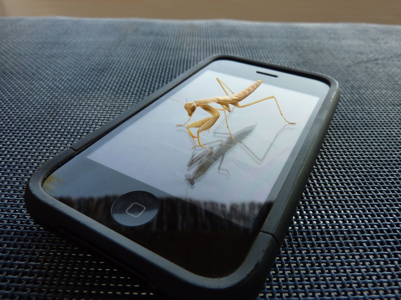 Panasonic DMC-TZ7 sample photo. Iphone, mantis, insect photography