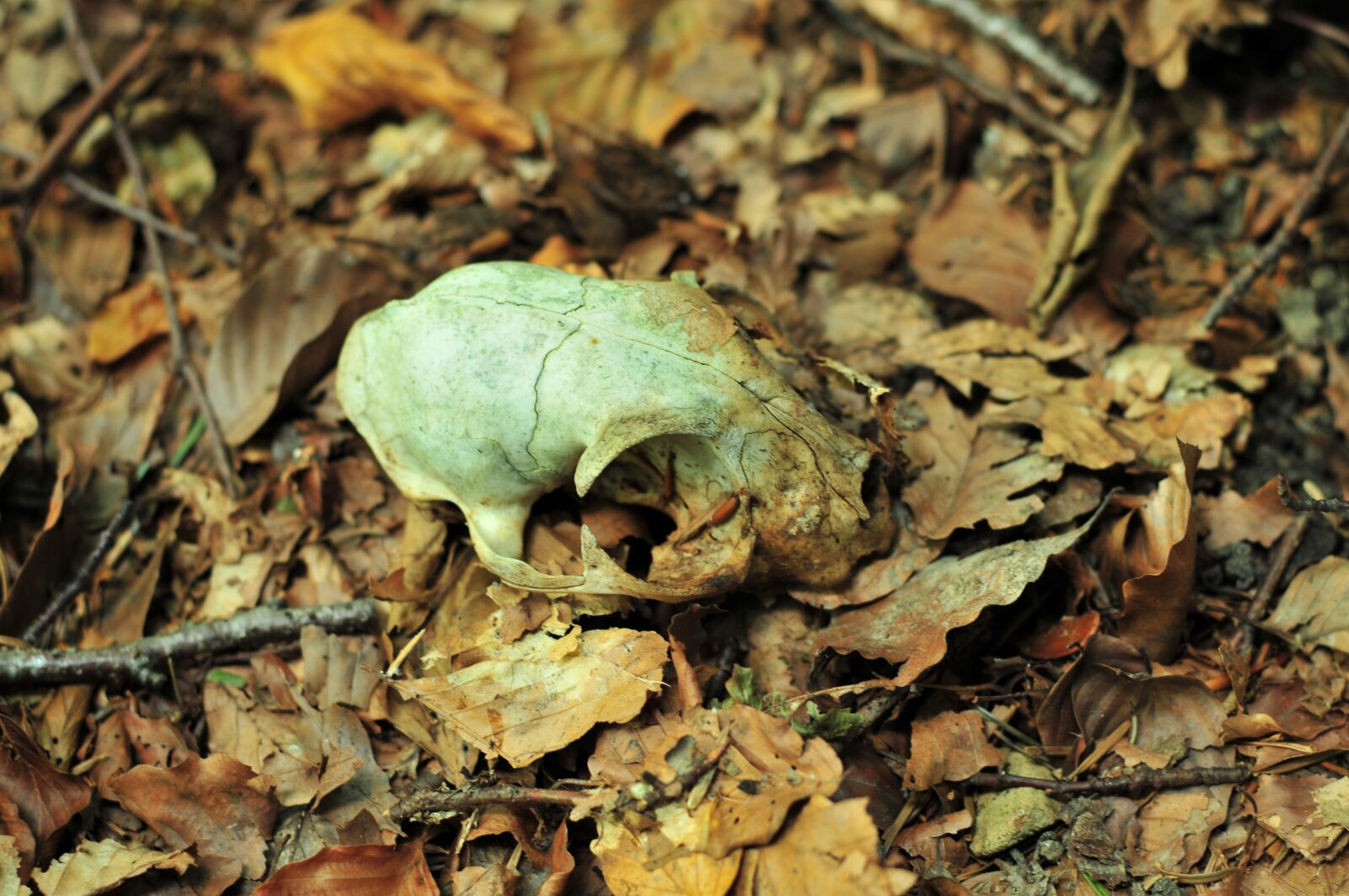 Nikon D300 sample photo. Leaves, wood, bone photography