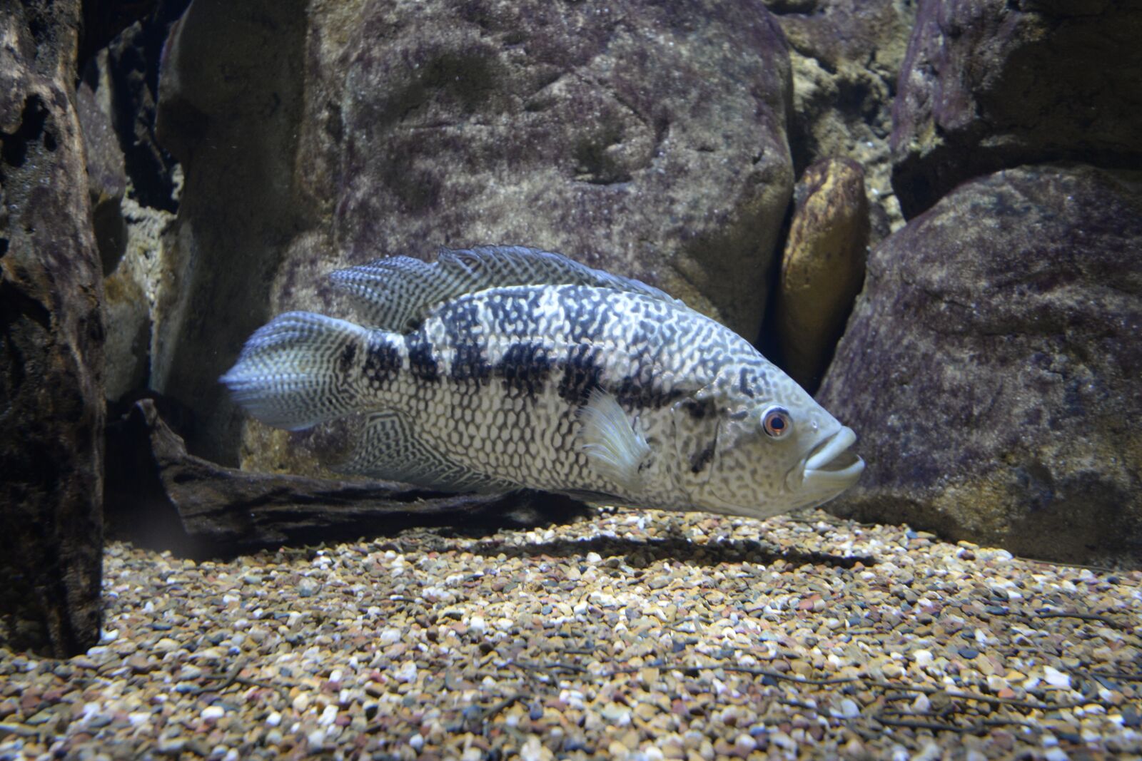 Nikon D610 sample photo. Fish, freshwater, animal photography