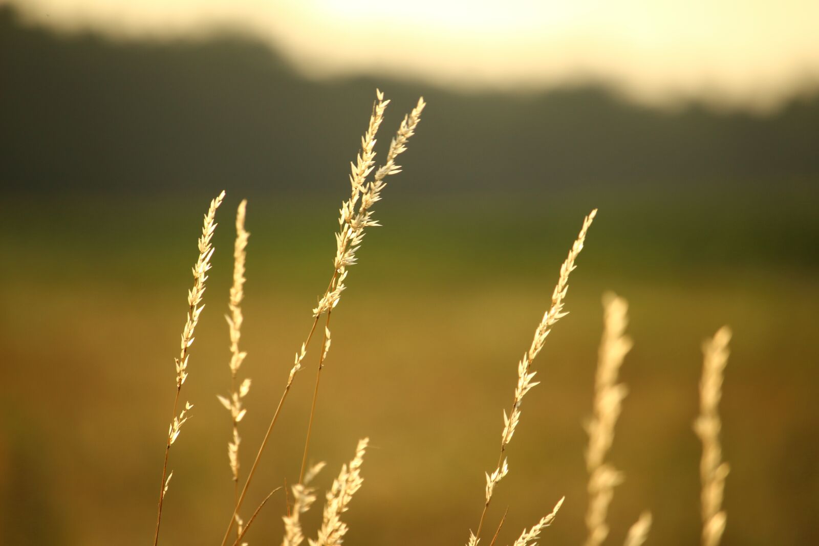 Canon EOS 100D (EOS Rebel SL1 / EOS Kiss X7) sample photo. Summer, grass, pasture photography