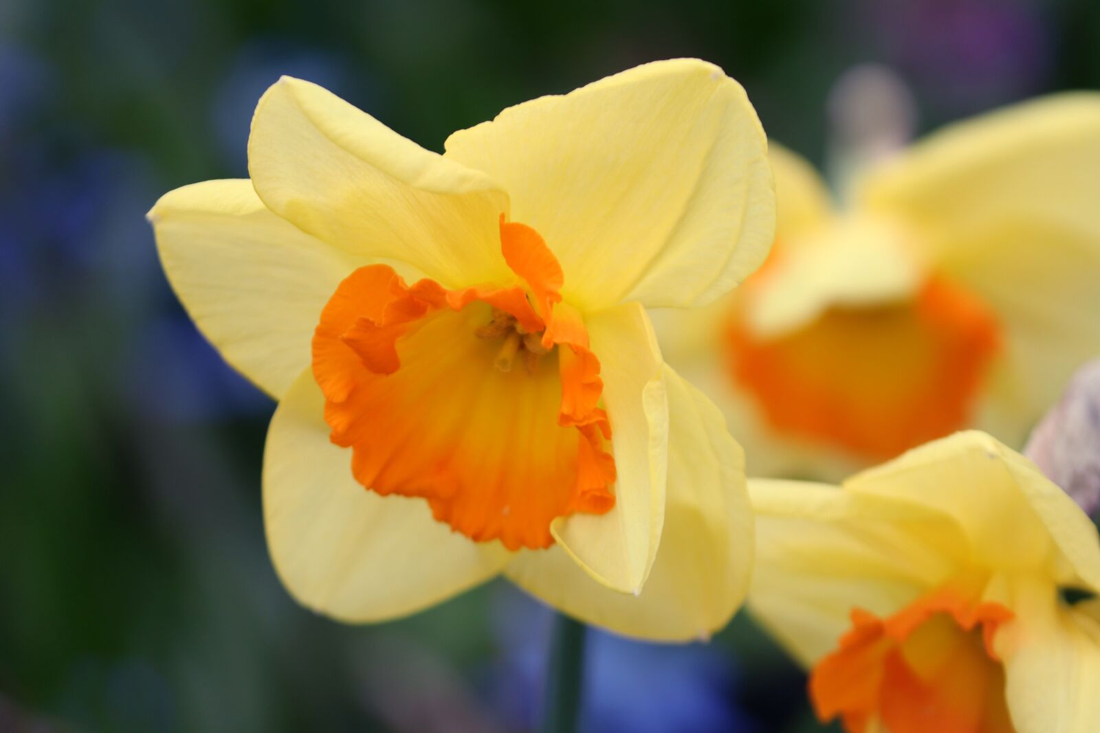 Canon EOS 200D (EOS Rebel SL2 / EOS Kiss X9) sample photo. Narcissus, yellow, daffodil photography