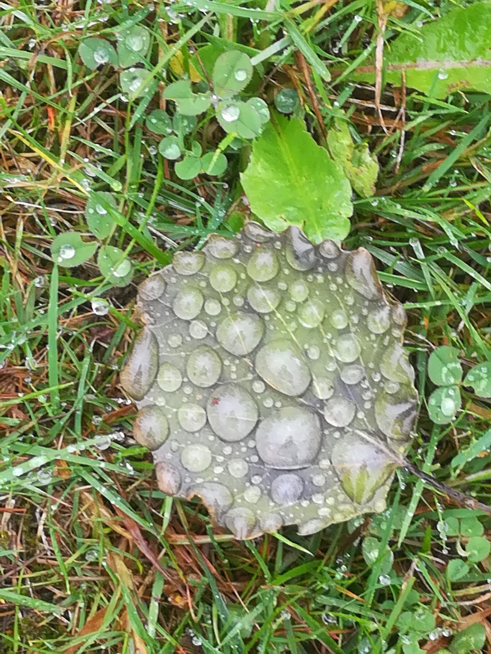 HUAWEI PRA-LX1 sample photo. Leaf, rain, dew photography