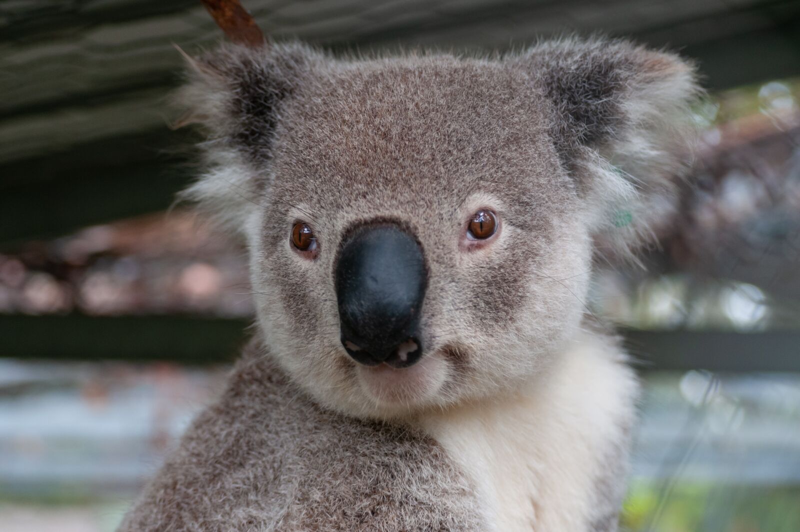 Nikon D300 sample photo. Australia, animals, koala photography