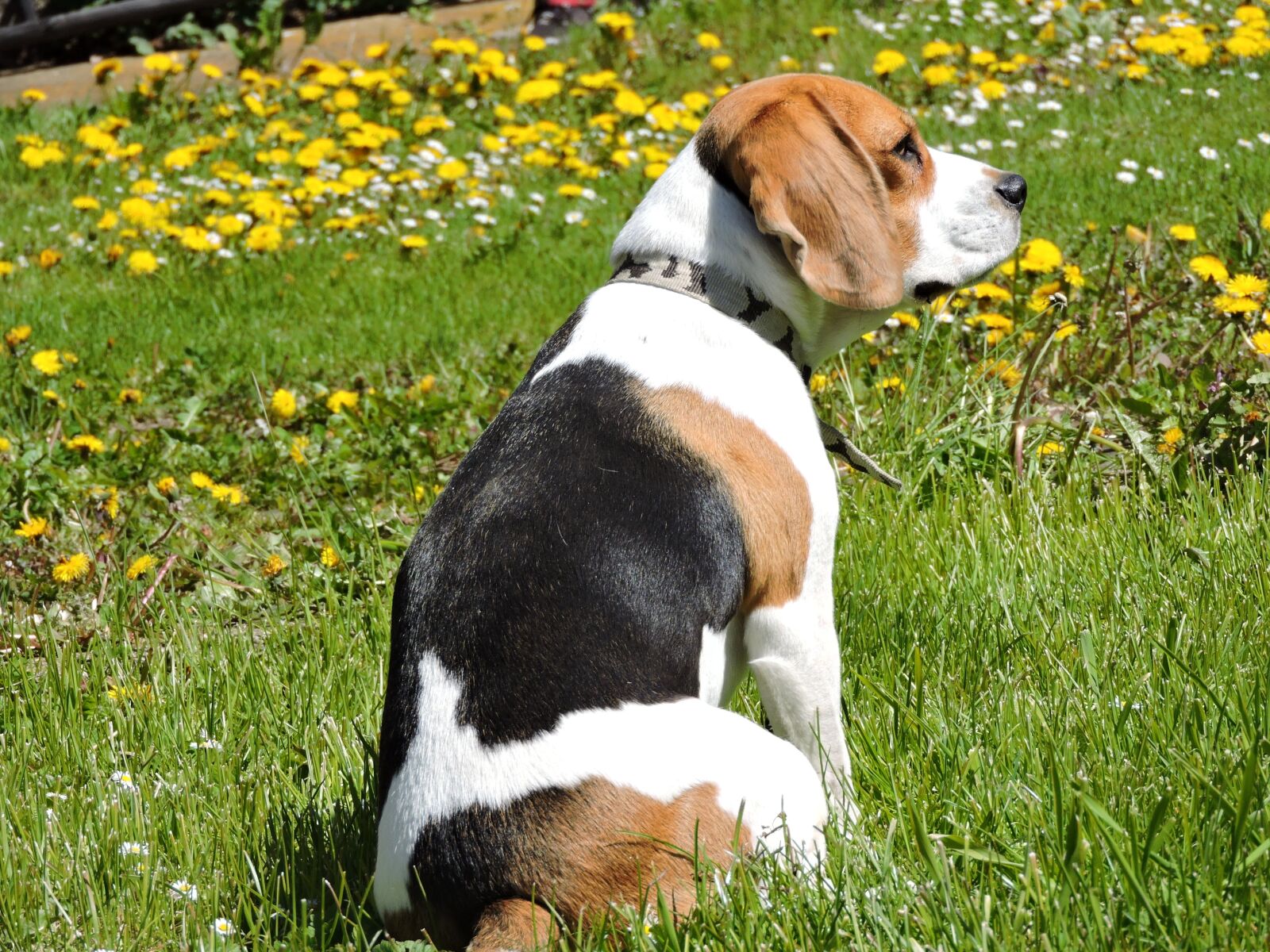 Nikon Coolpix P600 sample photo. Dog, beagle, spring photography