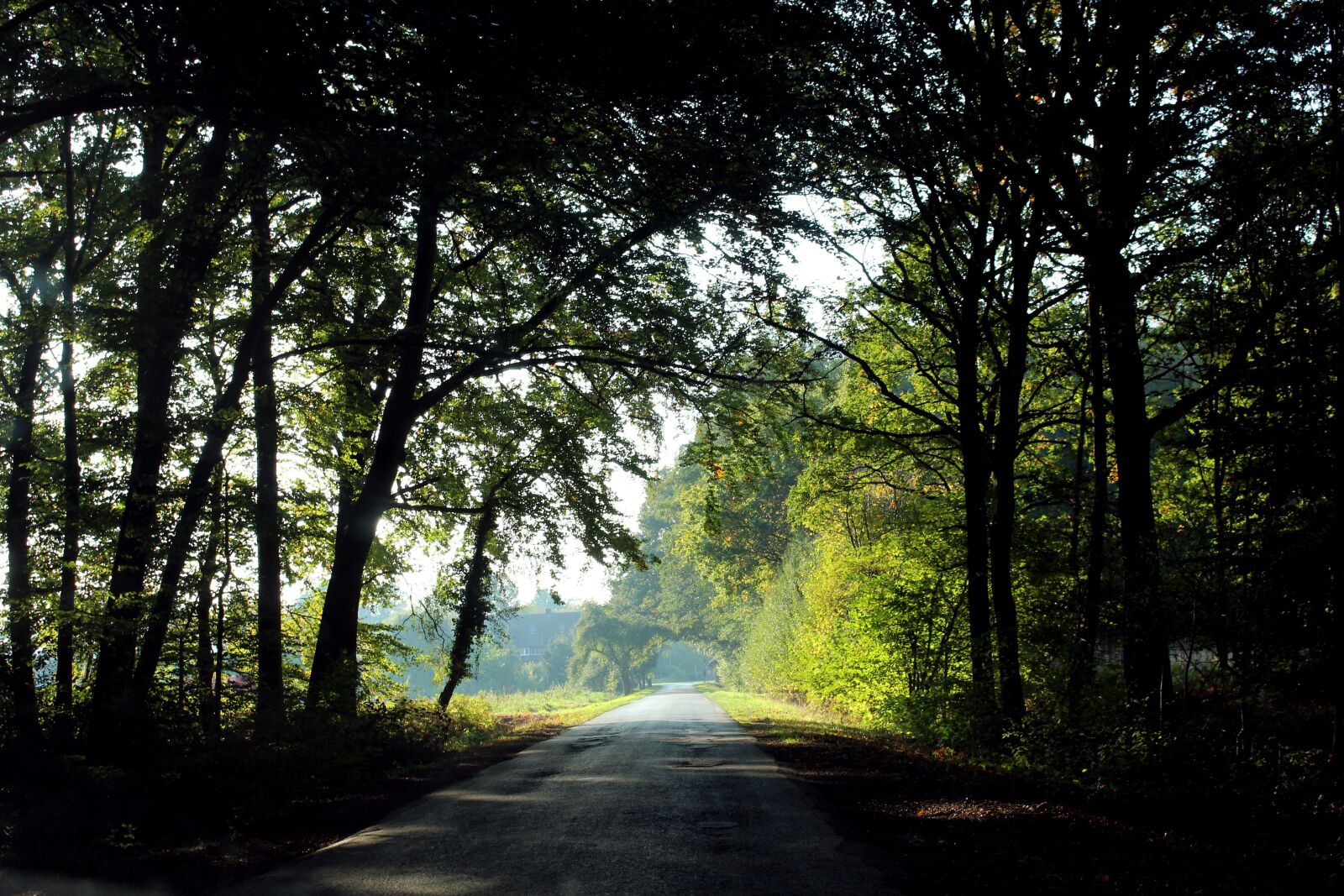 Canon EOS 700D (EOS Rebel T5i / EOS Kiss X7i) sample photo. Forest, glade, road photography