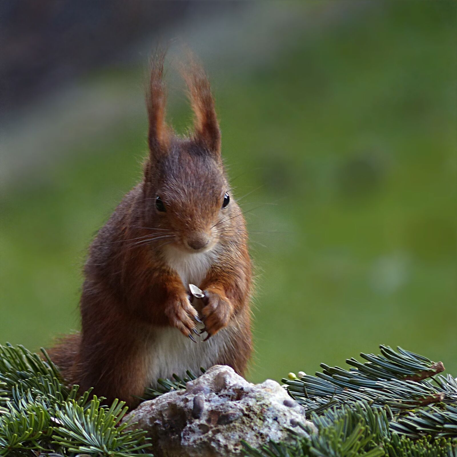 Panasonic Lumix DMC-FZ200 sample photo. Animal, rodent, squirrel photography