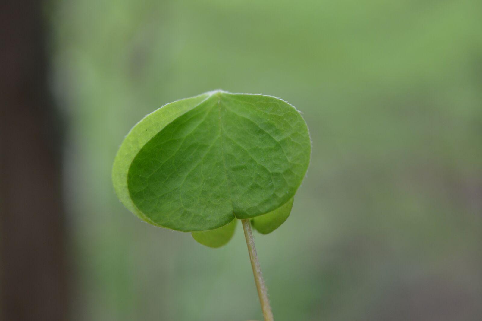 Nikon D3200 sample photo. Green, plants, plant photography