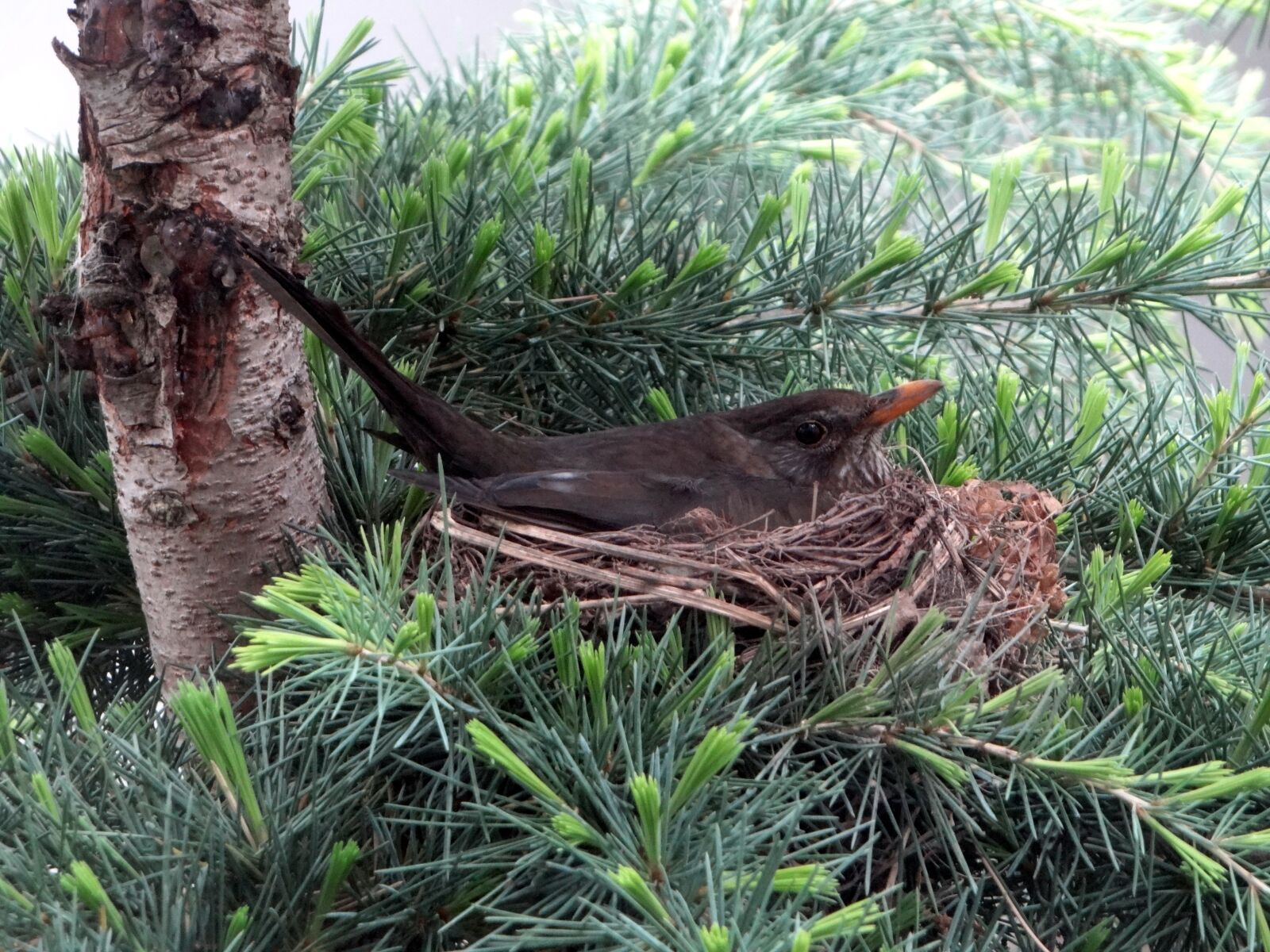 Sony Cyber-shot DSC-HX100V sample photo. Blackbird, breed, nest photography