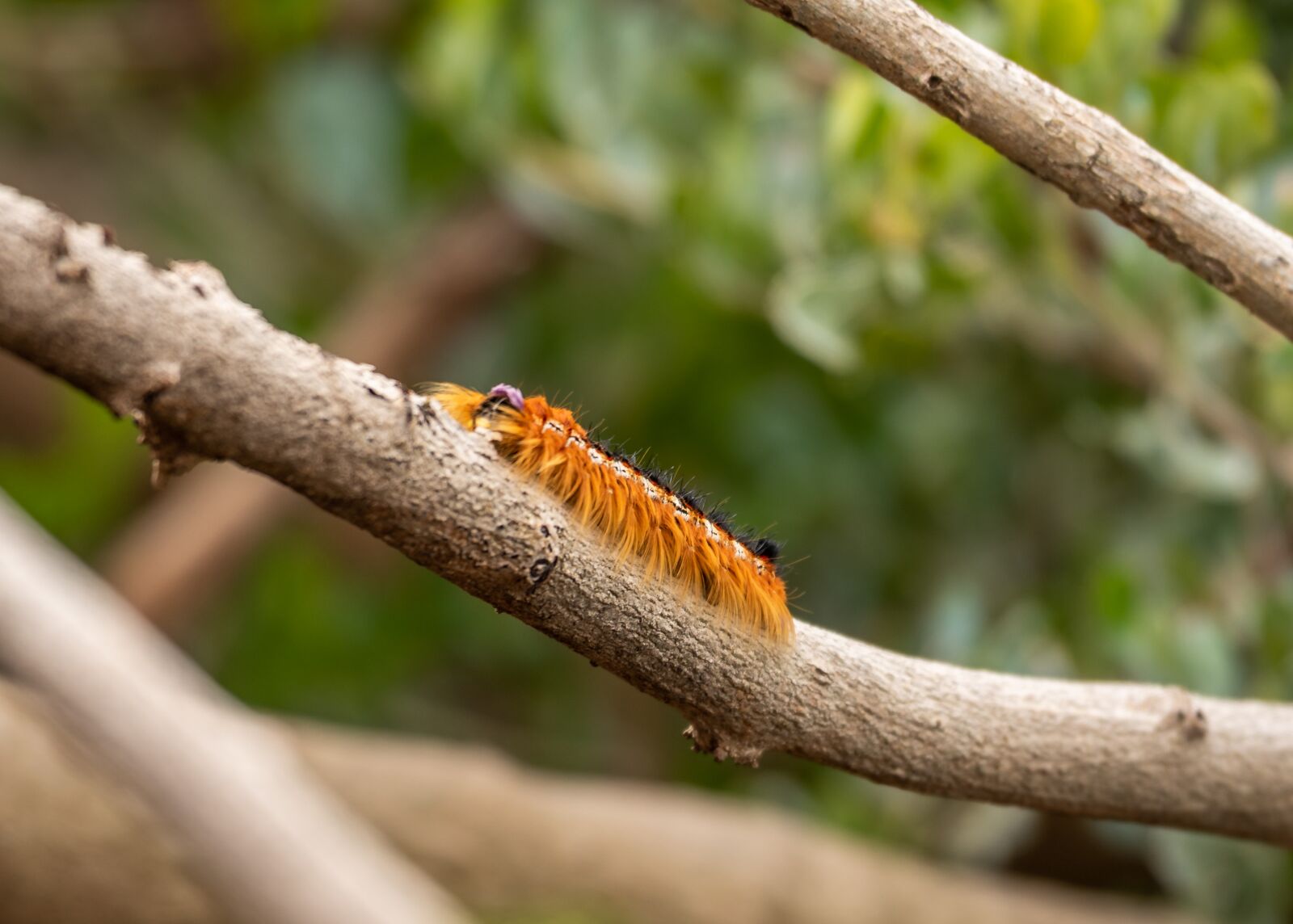 Nikon D750 sample photo. Caterpillar, insect, warning colours photography