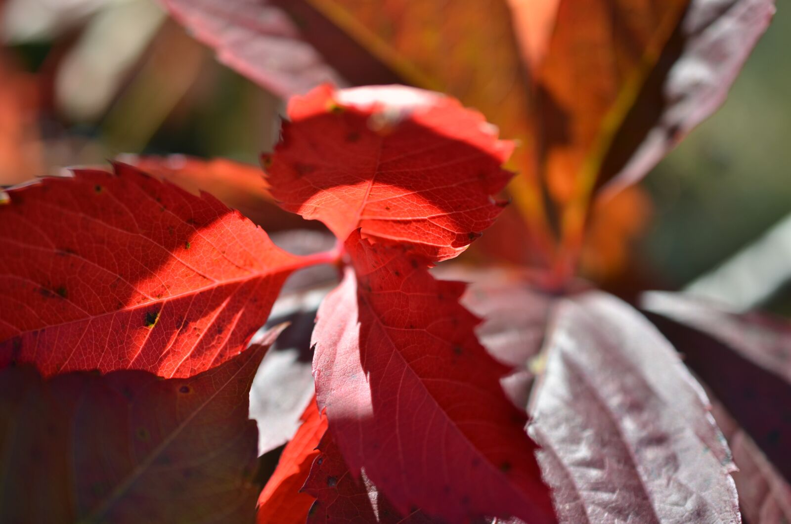 Nikon D7000 sample photo. Autumn, foliage, forest photography