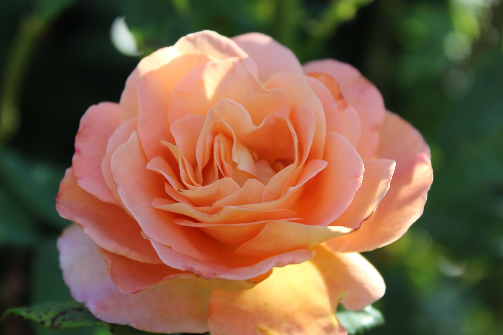 Canon EOS 1300D (EOS Rebel T6 / EOS Kiss X80) sample photo. Rose, flower, floribunda photography