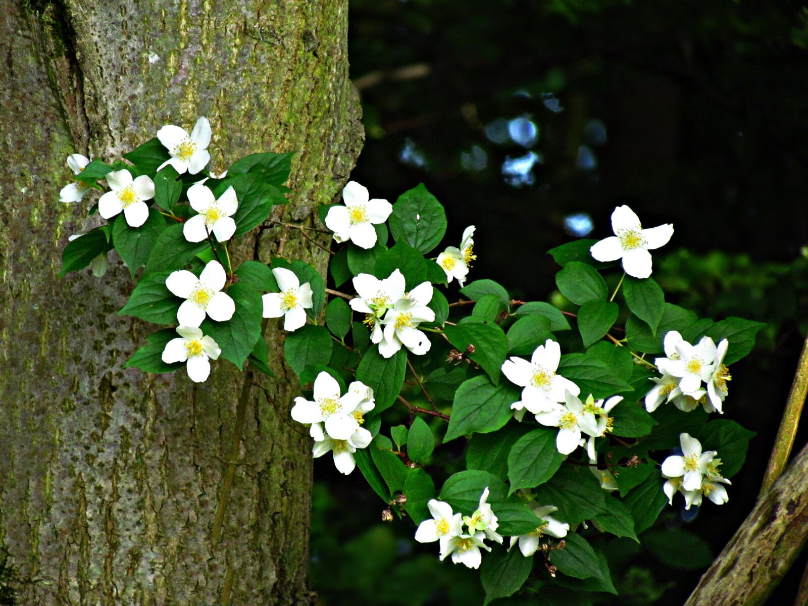 Canon PowerShot SX30 IS sample photo. Flowers, summer, nature photography