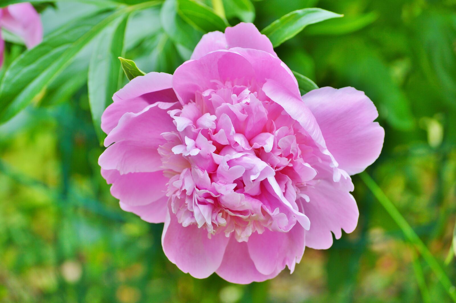 Nikon D3200 sample photo. Peony, flower, flower garden photography