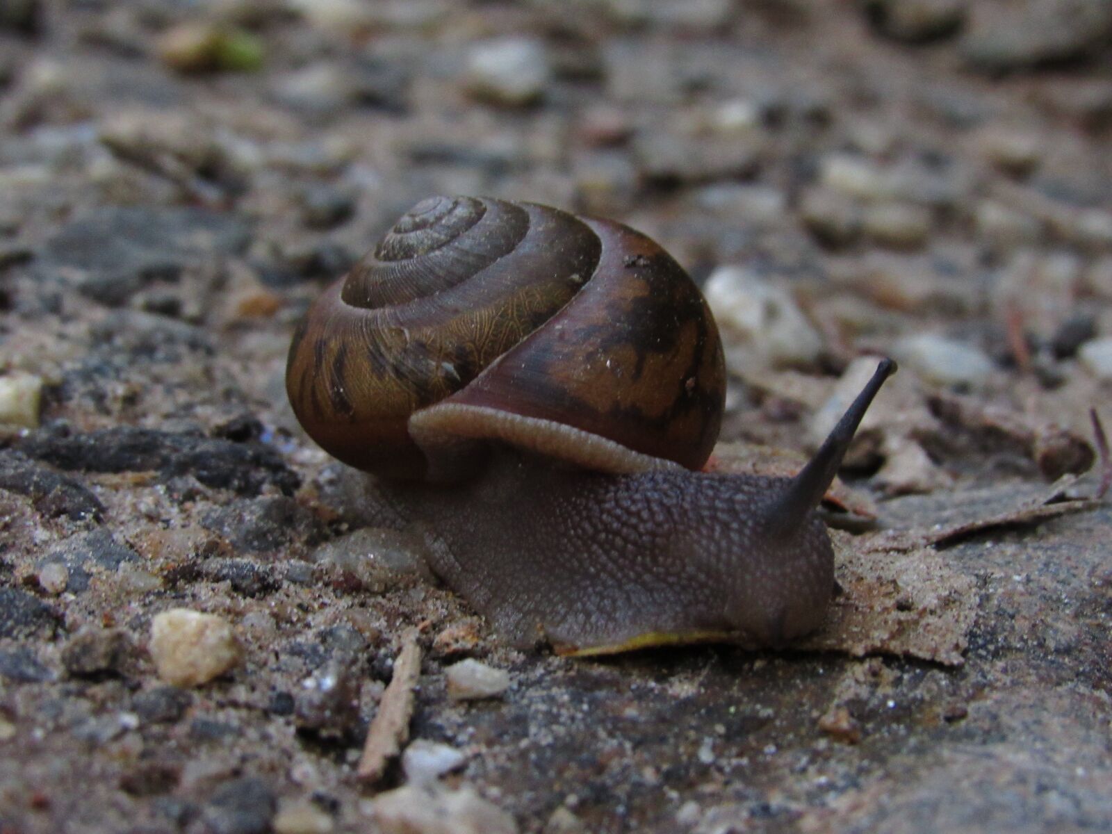 Canon PowerShot SX520 HS sample photo. Snail, earth, nature photography