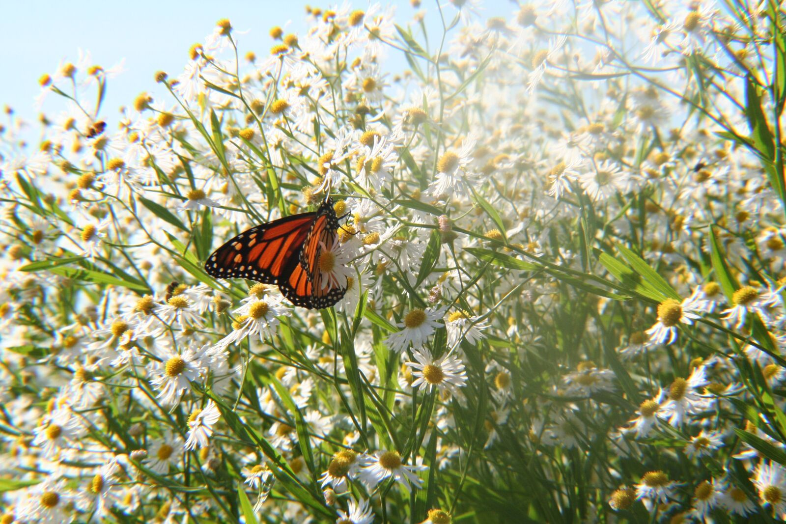 Canon EOS 350D (EOS Digital Rebel XT / EOS Kiss Digital N) sample photo. Butterfly, flowers, nature photography