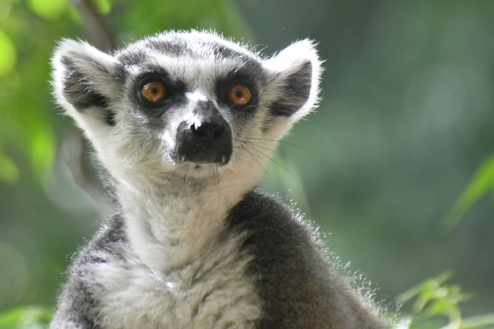 Nikon D500 sample photo. Lemur, mammal, madagascar photography