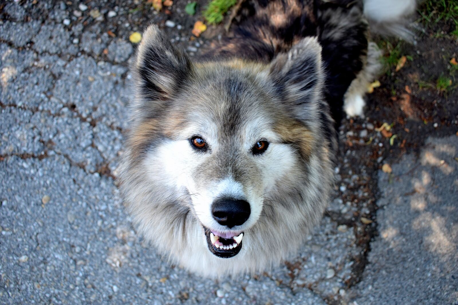 Nikon D5300 sample photo. Dog, animal, walk photography