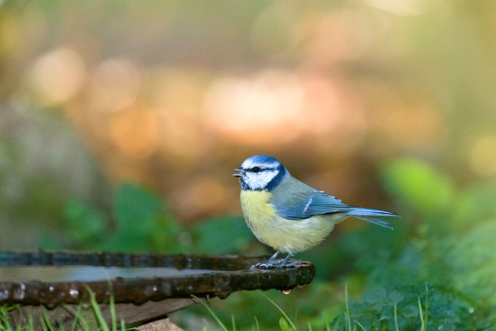 Nikon D750 sample photo. Blue tit, bird, tit photography