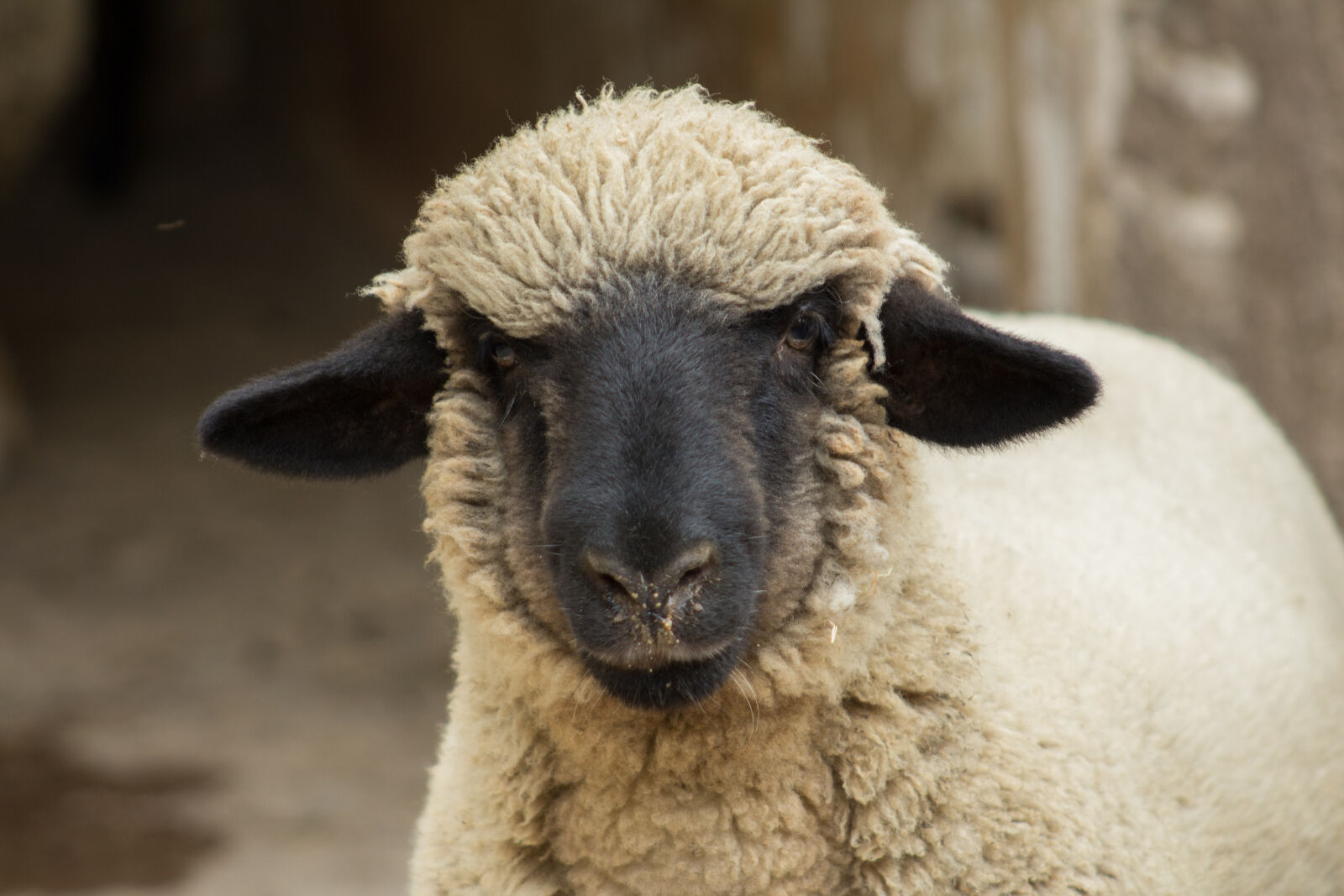 Canon EF 75-300mm f/4-5.6 sample photo. Oveja, sheep photography
