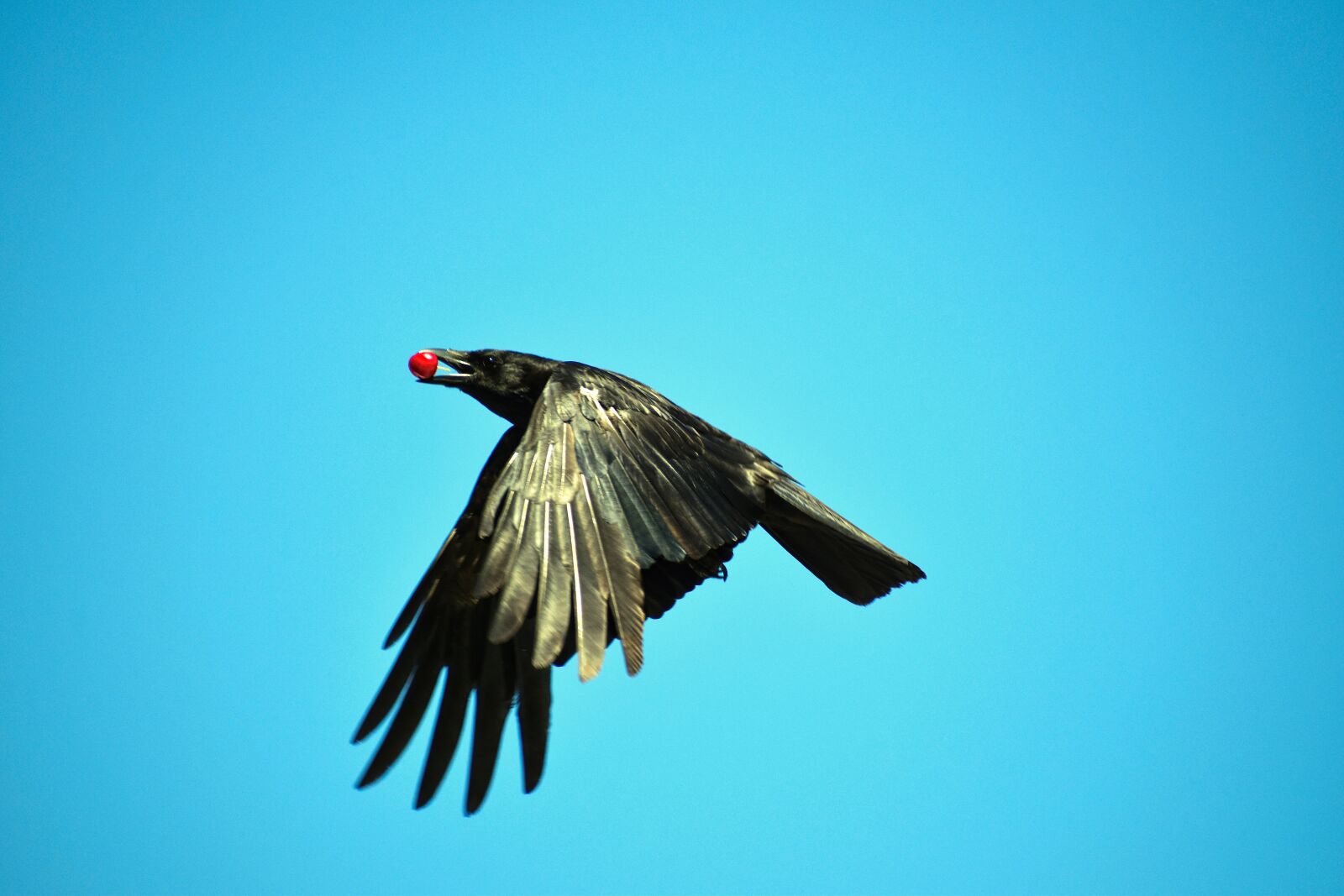 Nikon D3500 sample photo. Carrion crow, raven bird photography