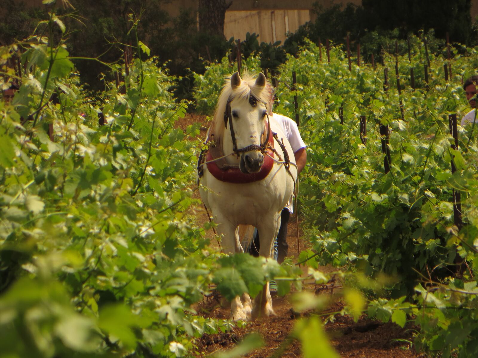 Canon PowerShot SX260 HS sample photo. Horse, vineyard, plowing photography