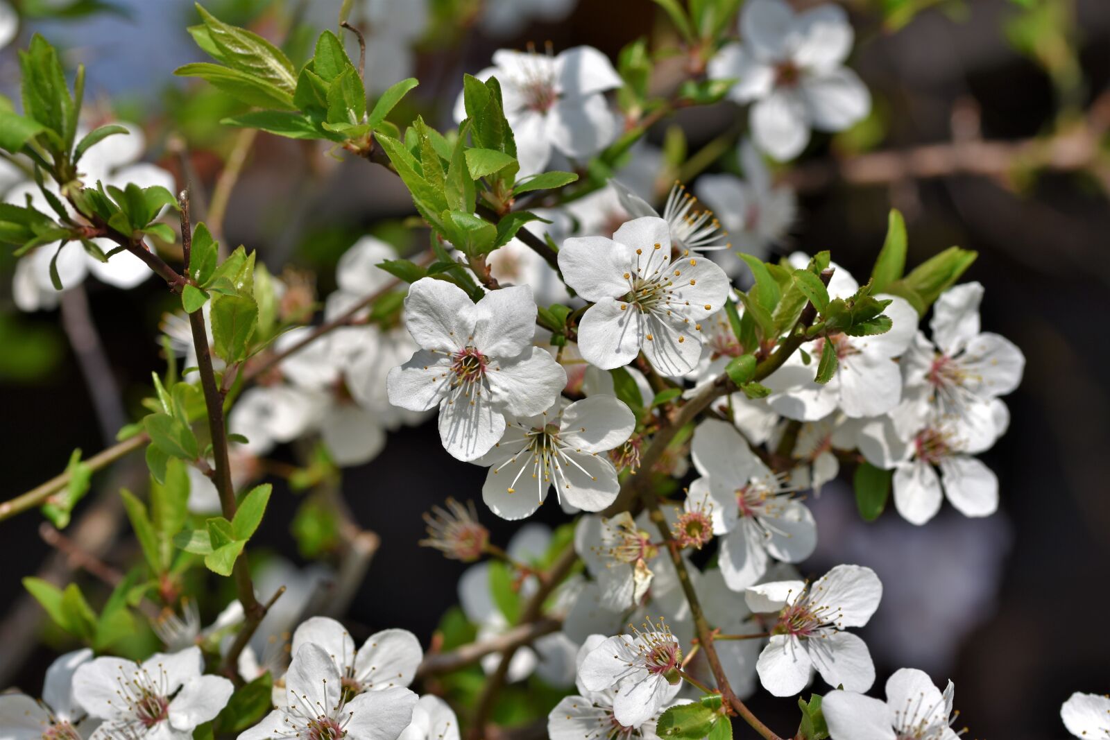 Nikon D7200 sample photo. Schlehe, blackthorn, bush photography