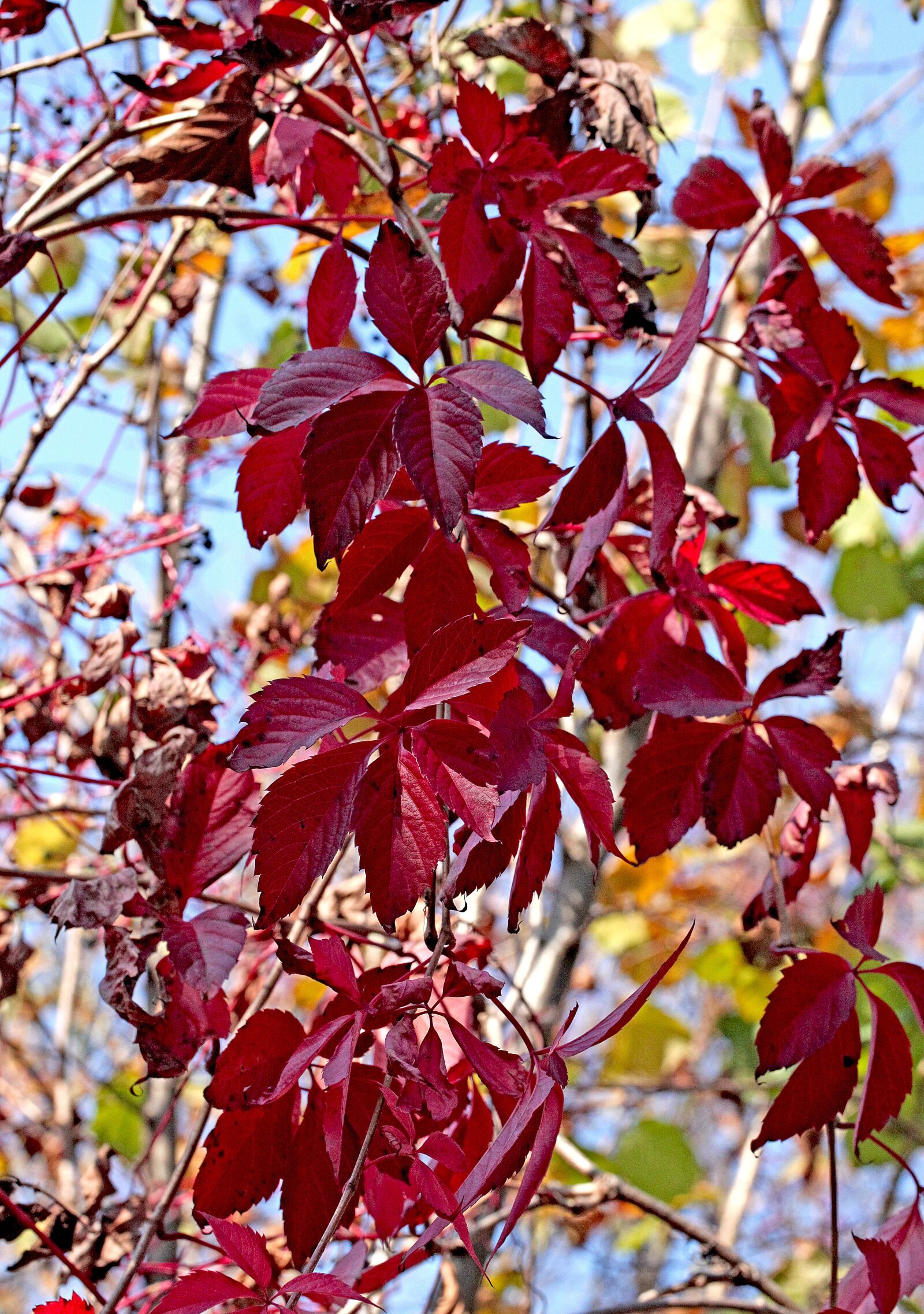 Canon EOS 5D Mark II sample photo. Vines, bindweed, foliage photography