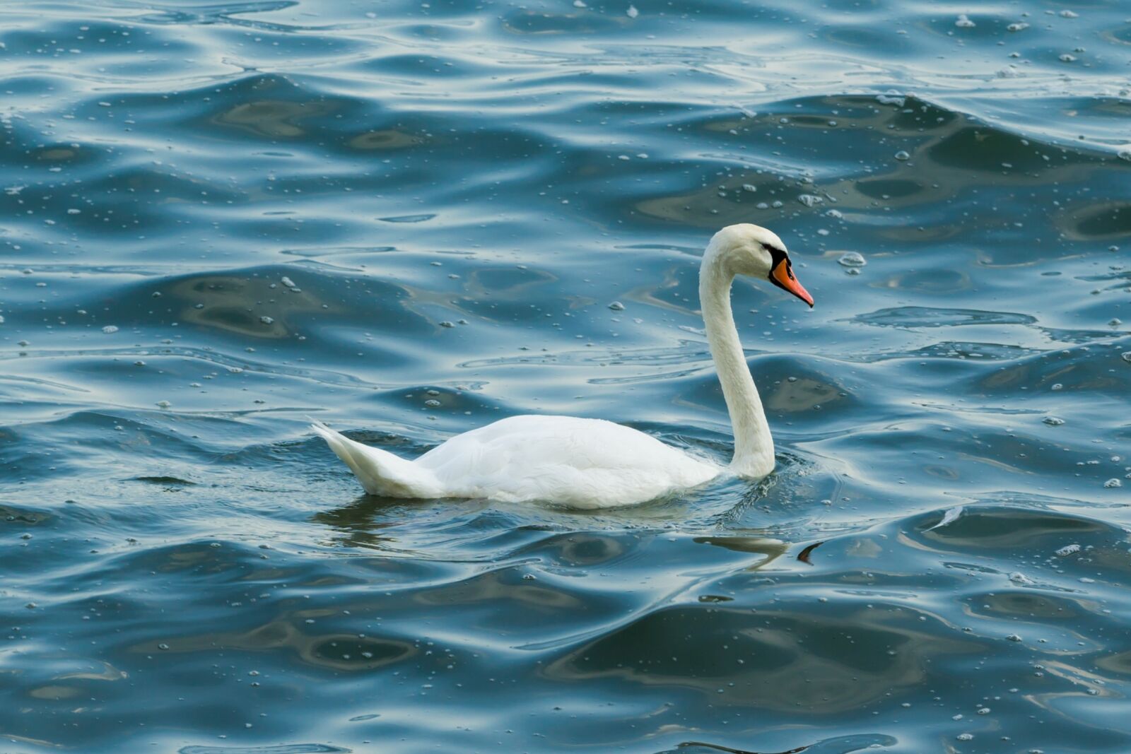 Canon EOS-1D X + Canon EF 70-200mm F2.8L IS II USM sample photo. Duck, white, water photography