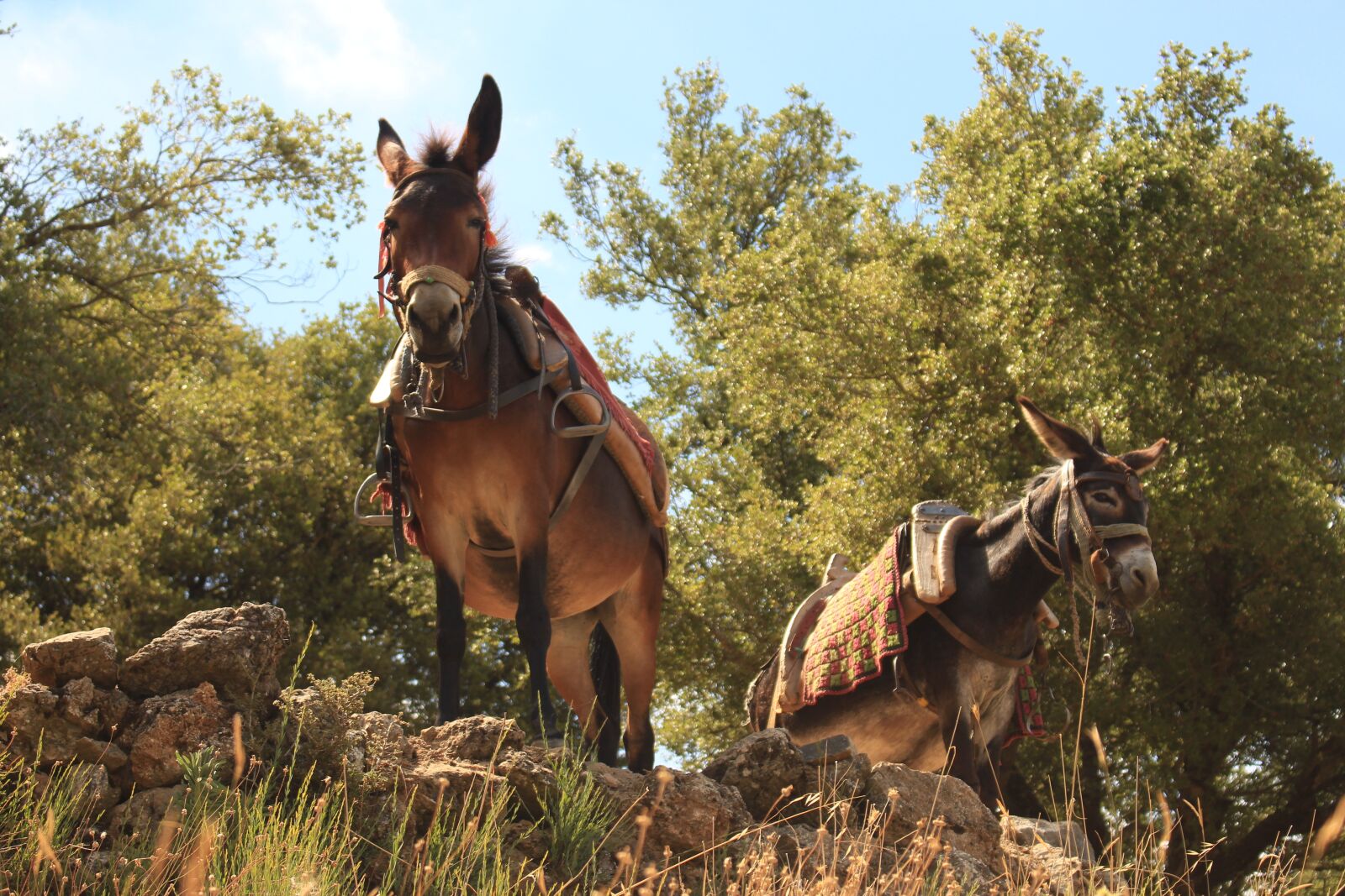 Canon EOS 700D (EOS Rebel T5i / EOS Kiss X7i) sample photo. Donkey, ride, animals photography