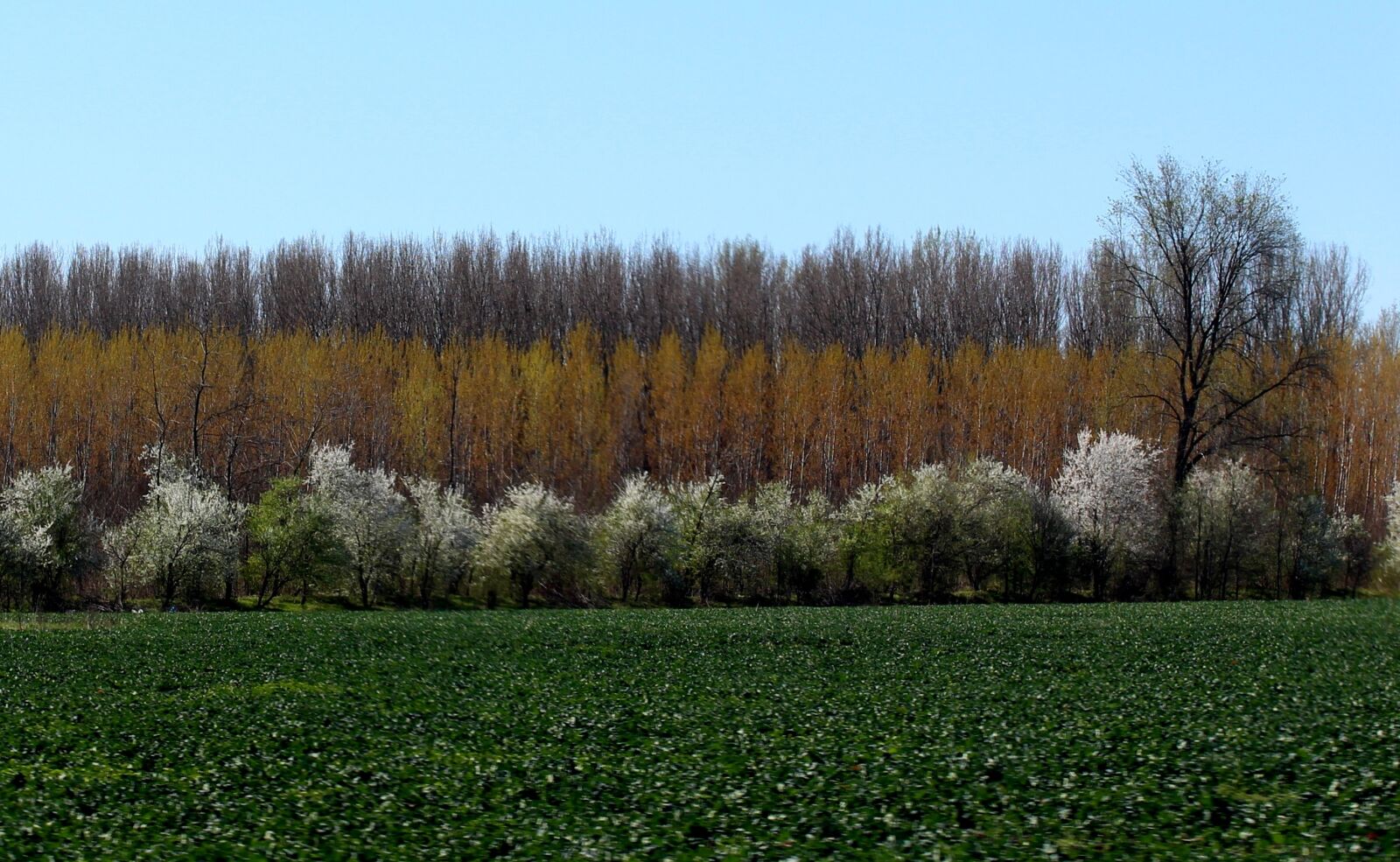 Canon EOS 700D (EOS Rebel T5i / EOS Kiss X7i) sample photo. Landscape, spring, trees photography