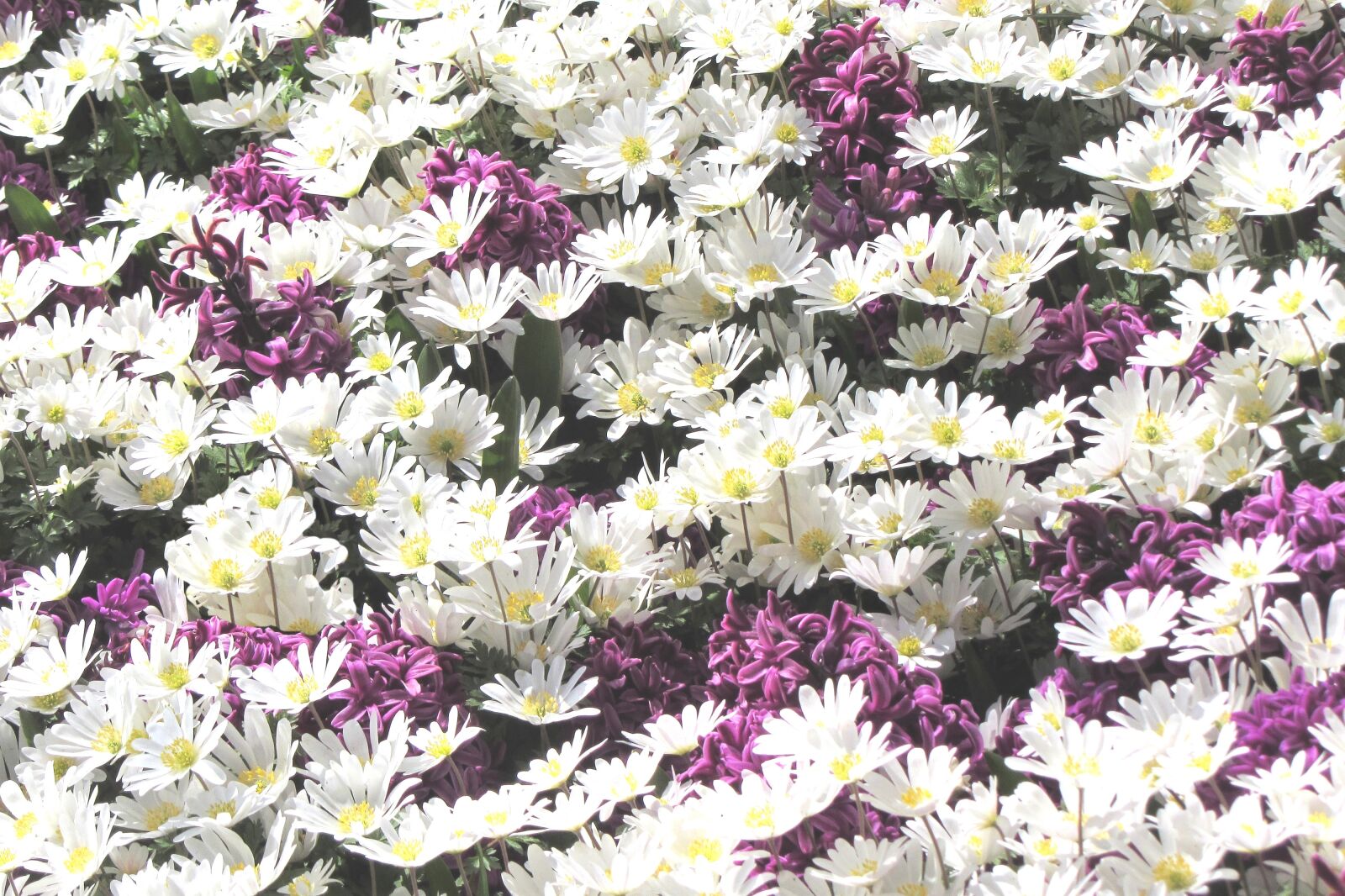 Canon PowerShot SX220 HS sample photo. Daisies, margriet, flower photography
