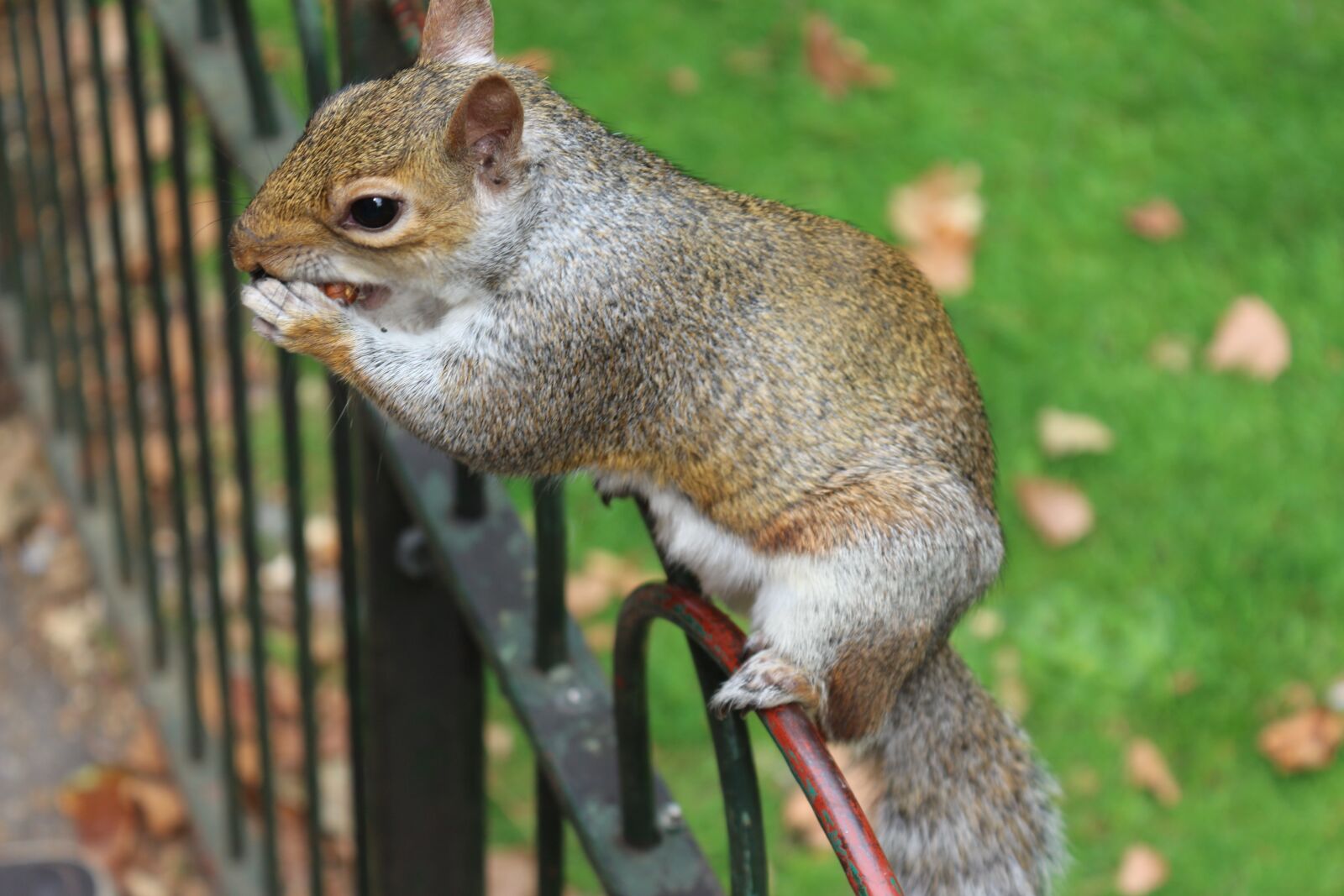 Canon EOS 650D (EOS Rebel T4i / EOS Kiss X6i) sample photo. Squirrel, fence, animal photography